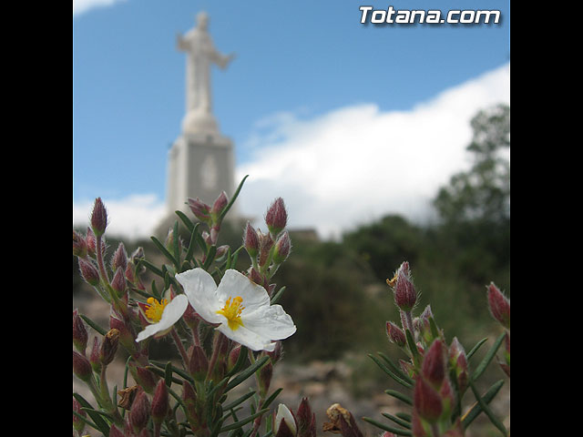 Tras la Semana Santa, Hermandades y Cofradas celebran una jornada de convivencia - 70