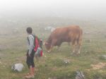 Picos de Europa