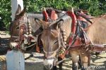 Romeria Lebor 2011