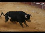 Toros Totana